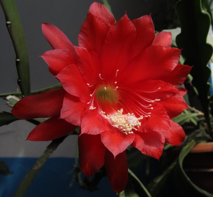 Epiphyllum hybr (2082 відвідувань) Epiphyllum hybr
