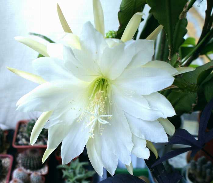 Epiphyllum sp (2219 відвідувань) Epiphyllum sp