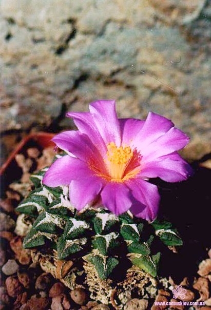 Ariocarpus Roseocactus kotschoubeyanus (2562 відвідувань) Ariocarpus Roseocactus kotschoubeyanus