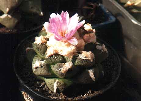 Ariocarpus (Roseocactus) fissuratus v. lloydii (3007 відвідувань) Фото и растение Александра и Сергея Червинко (Винница) Ariocarpus (Roseocactus) fissuratus v. lloydii
