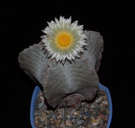 Ph_Astrophytum_myriostigma_VitNat.jpg