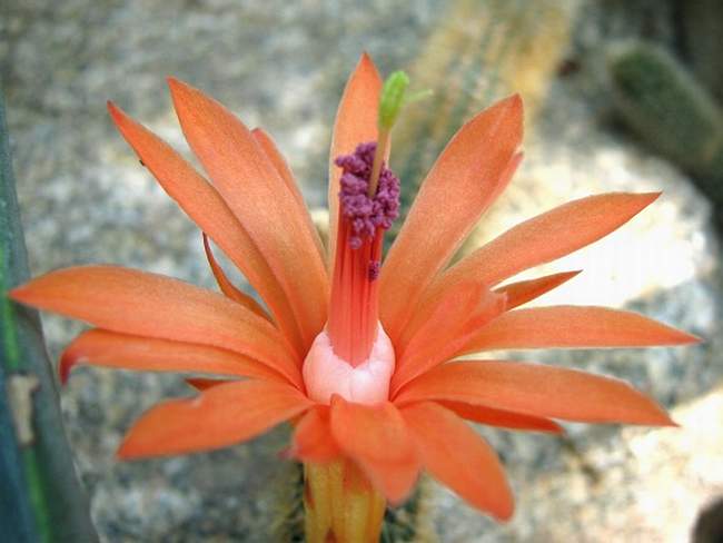 Cleistocactus Winterocereus aureispinus Krup FG (2451 відвідувань) Cleistocactus Winterocereus aureispinus Krup FG