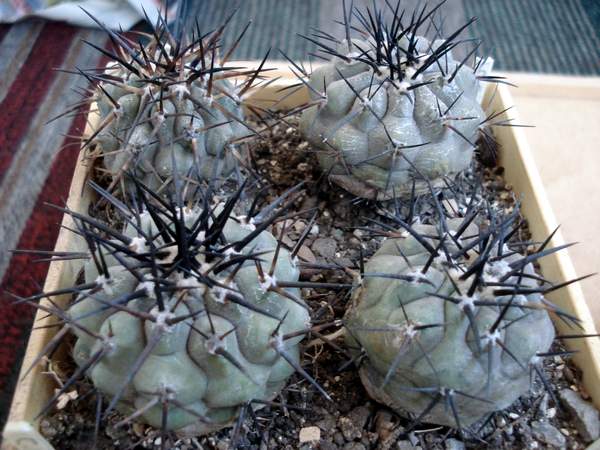 Ph_Copiapoa_cinerea2_Burzak.JPG