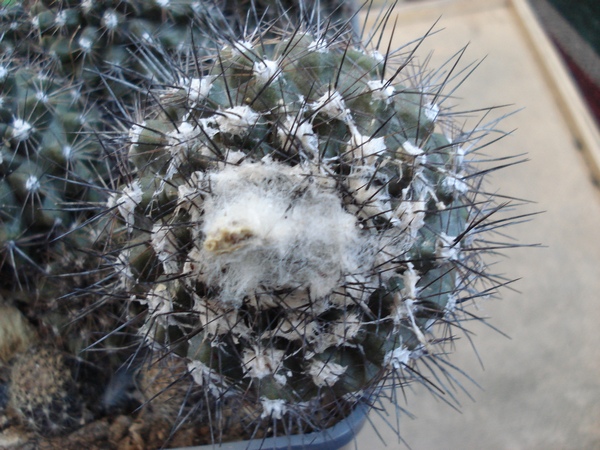 Ph_Copiapoa_maritima_Burzak.JPG