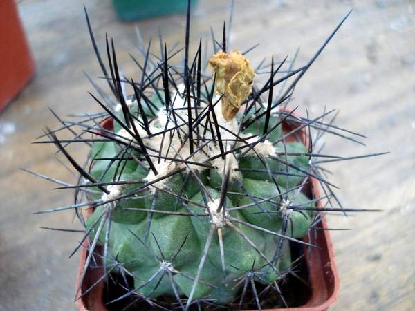 Ph_Copiapoa_serpentisulcata_Burzak.JPG
