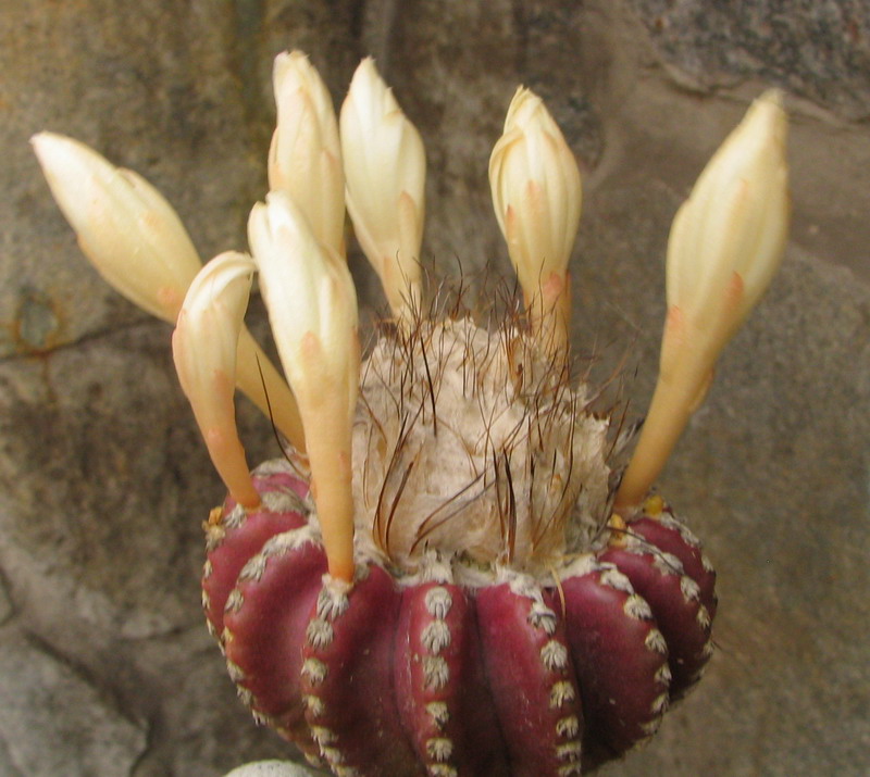 Discocactus horstii (4384 відвідувань) Фото и растение Владимира Фоменко (Запорожье)
Discocactus horstii
