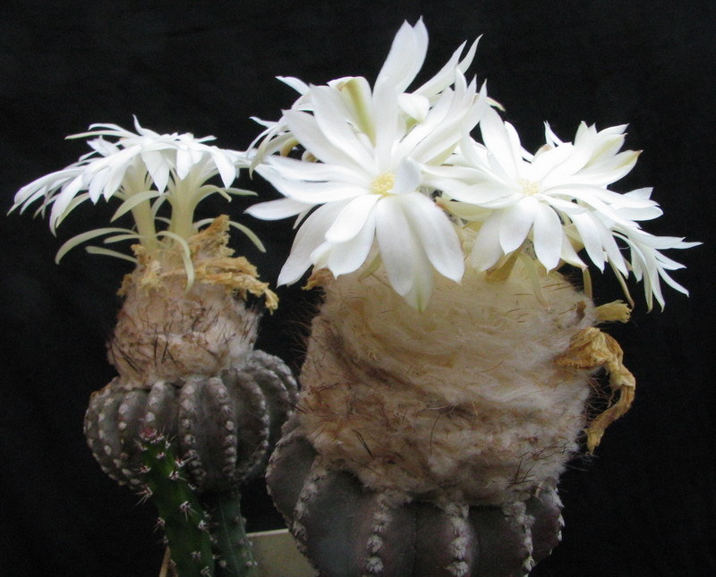 Discocactus horstii (4468 відвідувань) Фото и растения Владимира Фоменко (Запорожье)
Discocactus horstii