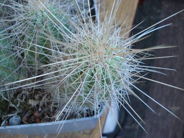 Echinocereus_stramineus_Burzak_FG.JPG
