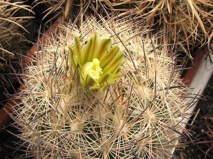 Echinomastus_unguispinus_Fom_FG.jpg