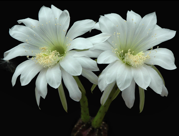 Echinopsis_subdenudata__L943_Artemiy.jpg