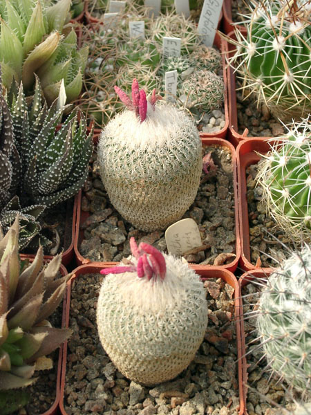 Epithelantha micromeris (2119 відвідувань) Epithelantha micromeris