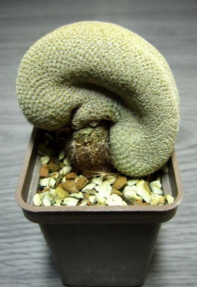 Epithelantha micromeris fa cristata (2108 відвідувань) Epithelantha micromeris fa cristata