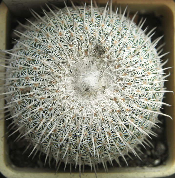 Epithelantha micromeris ssp unguispina (2090 відвідувань) Epithelantha micromeris ssp unguispina