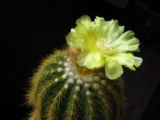 Eriocactus warasii (2512 відвідувань) Eriocactus warasii