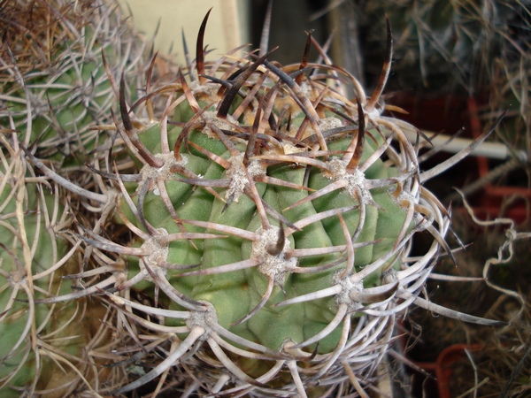Eriosyce_ceratistes_Burzak_FG.JPG