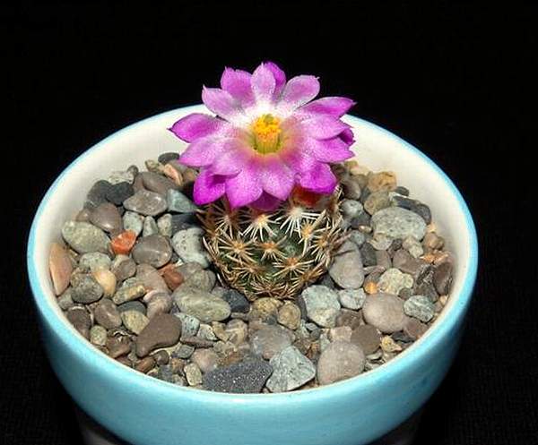 Ph Escobaria nellii VitNat (2100 відвідувань) Ph Escobaria nellii VitNat