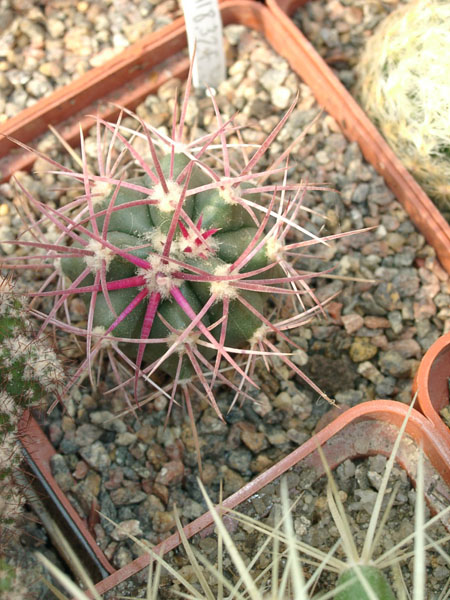 Ferocactus cylindraceus v tortulospinus (2149 відвідувань) Ferocactus cylindraceus v tortulospinus