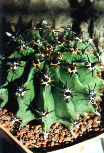 horridus v brevispinus (2103 відвідувань) horridus v brevispinus