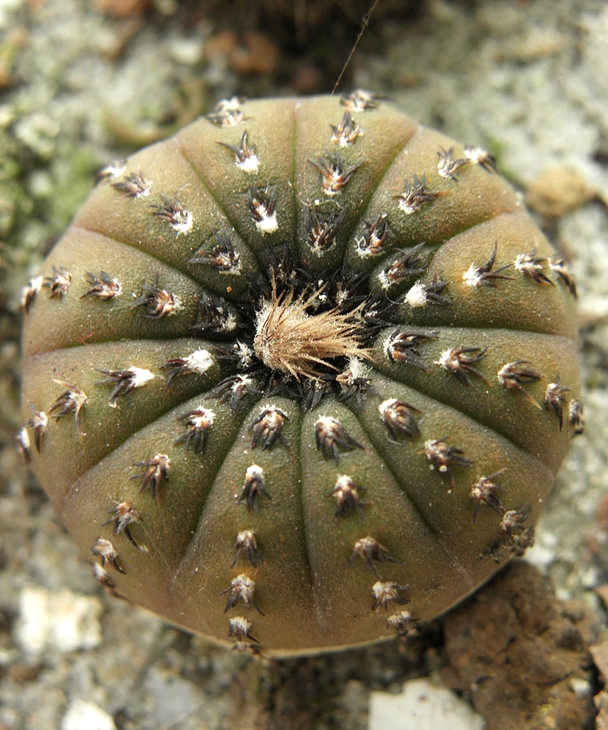 Frailea castanea (2250 відвідувань) Frailea castanea