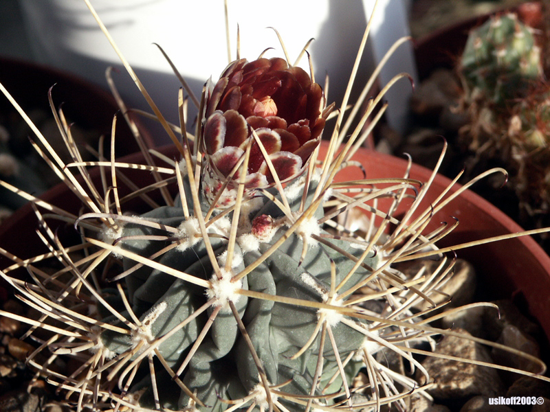 Glandulicactus uncinatus v wrightii 1 (2324 відвідувань) Glandulicactus uncinatus v wrightii 1