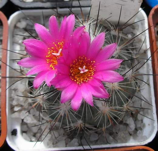 gymnocactus_viereckii_Ann.jpg