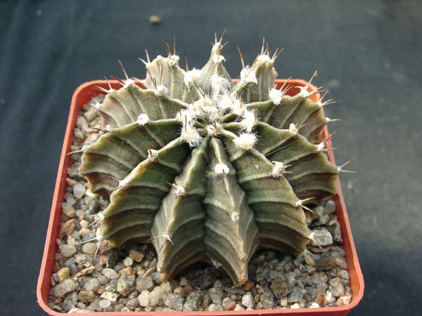 Gumnocalicium priedrichii (2208 відвідувань) Gumnocalicium priedrichii