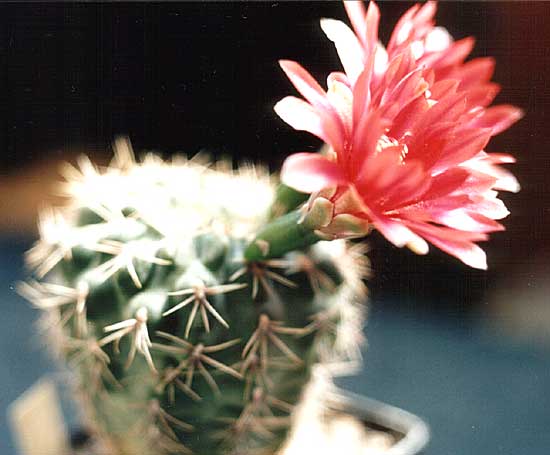 Gymnocalycium baldianum (2740 відвідувань) Gymnocalycium baldianum