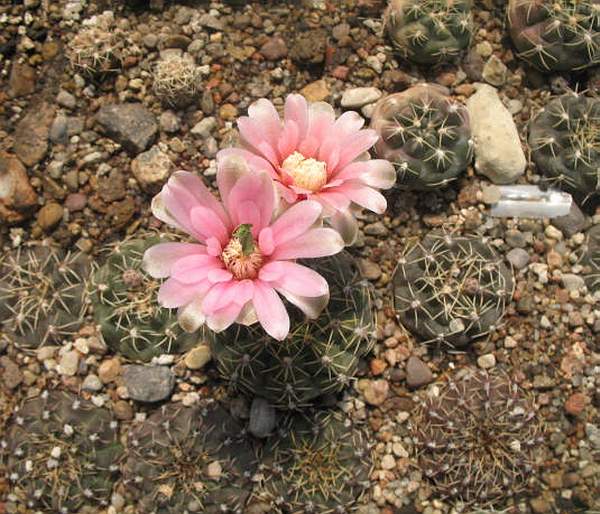Gymnocalycium_baldianum_VG_067_Sam_FG.JPG