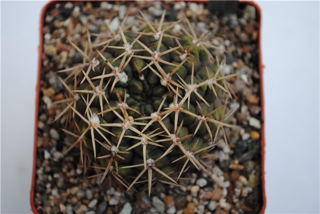 Gymnocalycium borthii WP 92-167-285 (1893 відвідувань) Gymnocalycium borthii WP 92-167-285