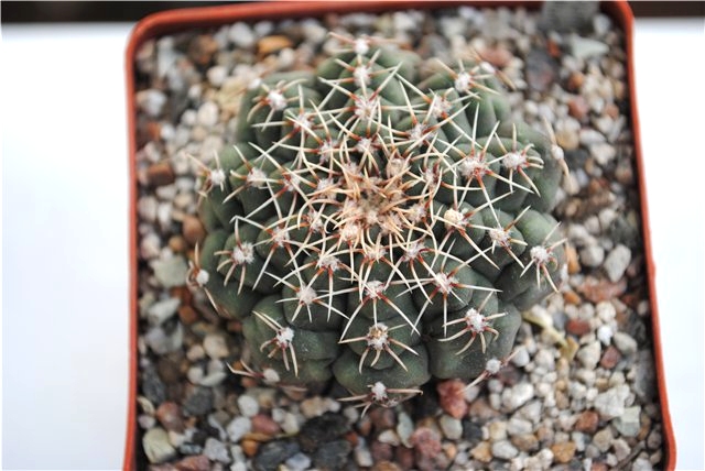 Gymnocalycium_calochlorum.jpg
