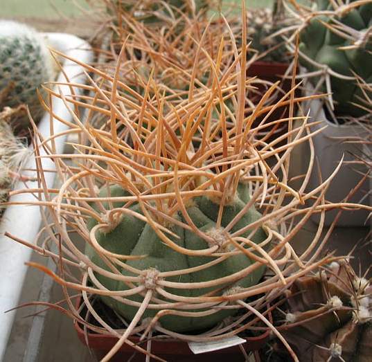 Gymnocalycium_mazanense_v_polycephalum.jpg
