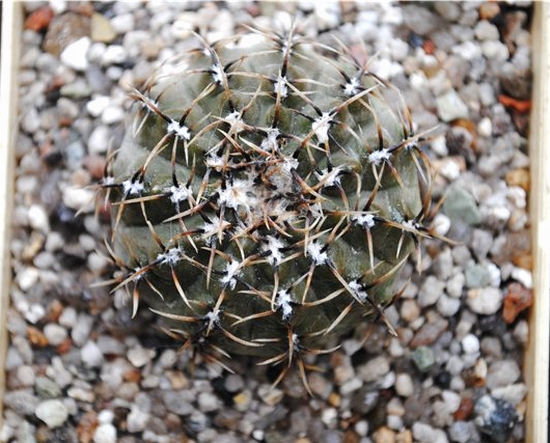 Gymnocalycium_occultum_P_131B.jpg