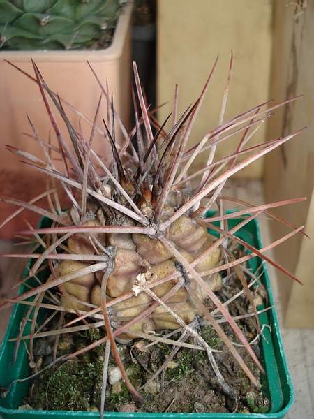 Gymnocalycium schickendatzii Burzak FG