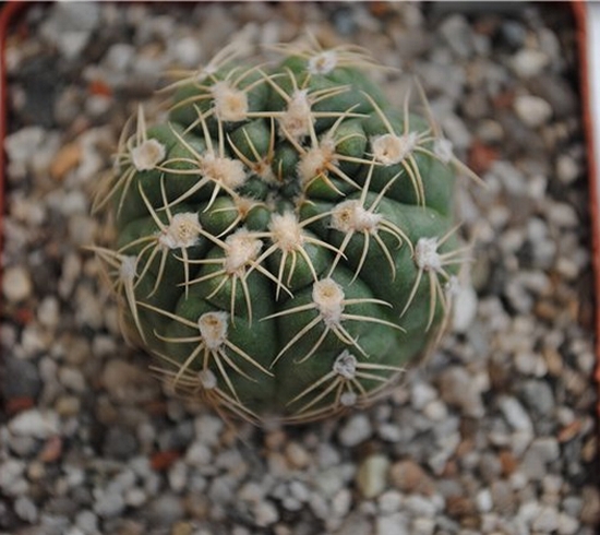 Gymnocalycium sigelianum (1803 відвідувань) Gymnocalycium sigelianum