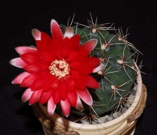 Ph Gymnocalycium baldianum1 VitNat (1785 відвідувань) Ph Gymnocalycium baldianum1 VitNat