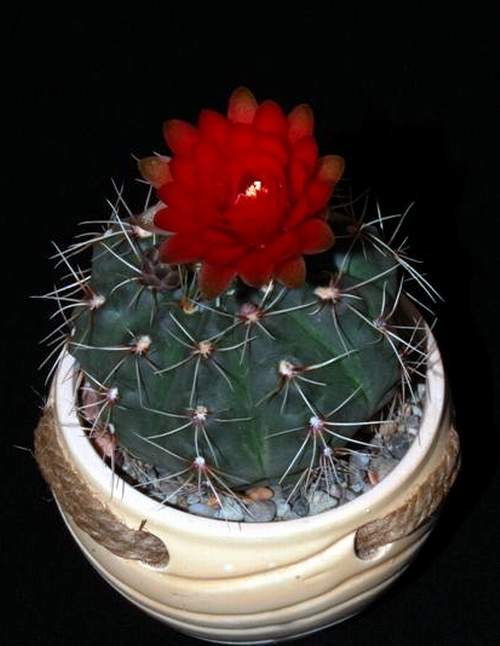 Ph Gymnocalycium baldianum VitNat (1790 відвідувань) Ph Gymnocalycium baldianum VitNat