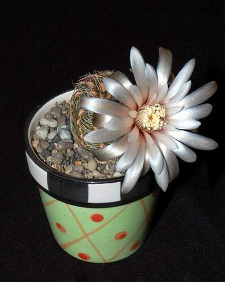 Ph Gymnocalycium papschii1 VitNat (1902 відвідувань) Ph Gymnocalycium papschii1 VitNat