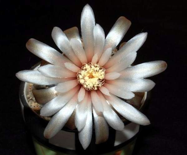Ph Gymnocalycium papschii VitNat (1720 відвідувань) Ph Gymnocalycium papschii VitNat