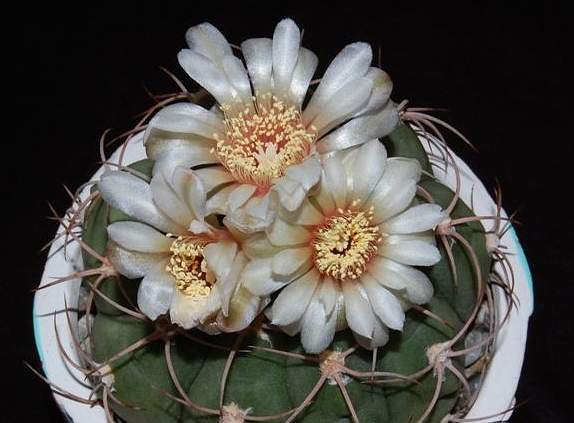 Ph Gymnocalycium spegazzinii VitNat (1920 відвідувань) Ph Gymnocalycium spegazzinii VitNat