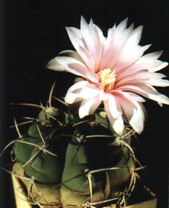 Gymnocalycium buenekeri (3442 відвідувань) Фото и растение Арлена Александровича Буренкова (Киев) Gymnocalycium buenekeri