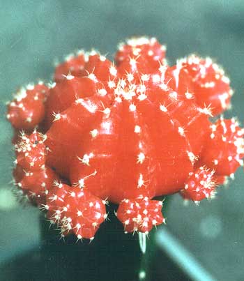 gymnocalycium michanovichii f rubra (1987 відвідувань) gymnocalycium michanovichii f rubra