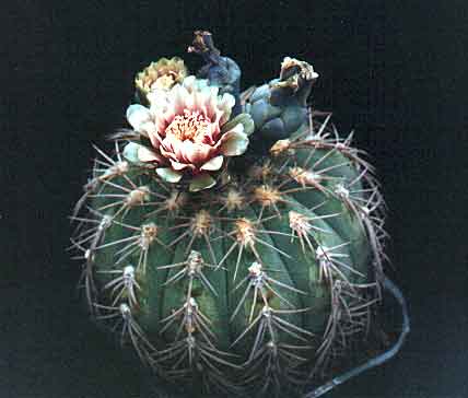 Gymnocalycium spegazzinii (3178 відвідувань) Фото и растение Александра и Сергея Червинко (Винница) Gymnocalycium spegazzinii