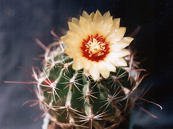 Hamatocactus (Thelocactus) setispinus (3475 відвідувань) Фото и растение Ивановой Елены (Киев) Hamatocactus (Thelocactus) setispinus