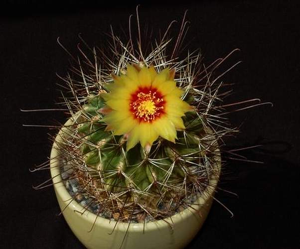 Ph Hamatocactus setispinus VitNat (2178 відвідувань) Ph Hamatocactus setispinus VitNat