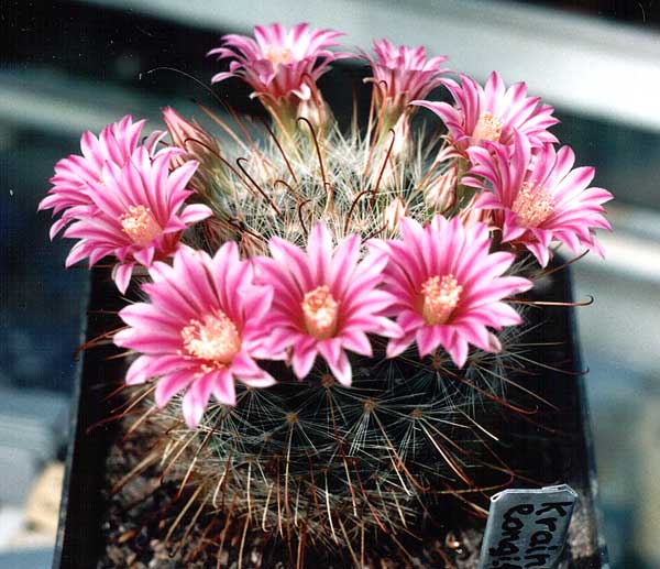 Krainzia_longiflora3.jpg