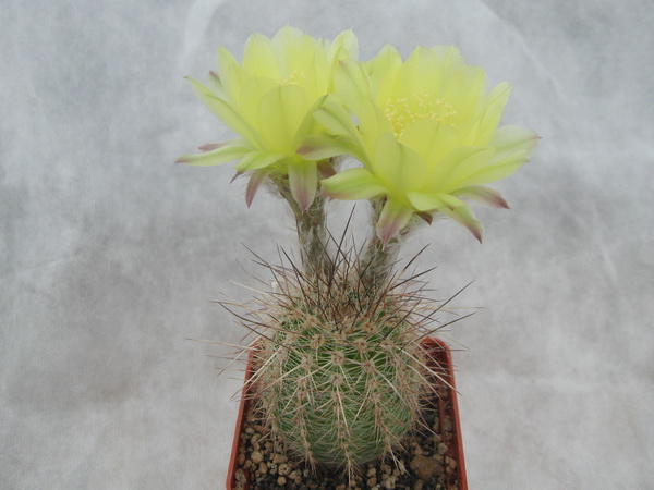 Lobivia aurea v quinesensis (2480 відвідувань) Lobivia aurea v quinesensis