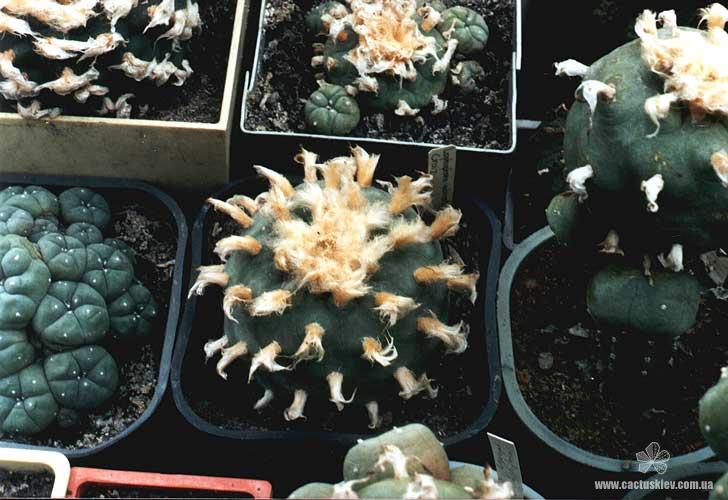 Lophophora diffusa (2324 відвідувань) Растение Червинко Сергея (Винница),
Фото Пикуля Юрия (К... Lophophora diffusa
