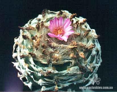 Lophophora jourdaniana (2334 відвідувань) Растение Червинко Сергея (Винница),
фото Пикуля Юрия (К... Lophophora jourdaniana
