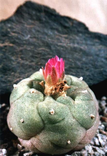 Lophophora jourdaniana (2234 відвідувань) Растение и фото Пикуля Юрия (Запорожье) Lophophora jourdaniana