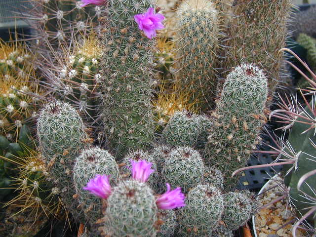 Mammillaria_alamensis_pl.JPG